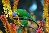 Rainbow Lorikeet 107